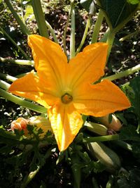 Close-up of orange yellow flower