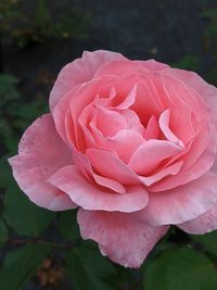 Close-up of pink rose