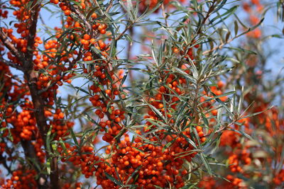 Close-up of red berries on tree