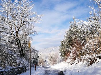 Snow covered trees against sky