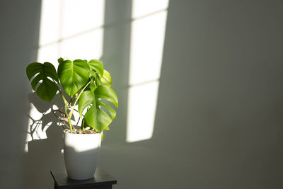 Close-up of small potted monstera  plant  at home. lights and shadows from window