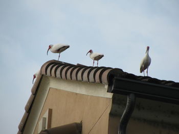 Low angle view of bird on roof against clear sky