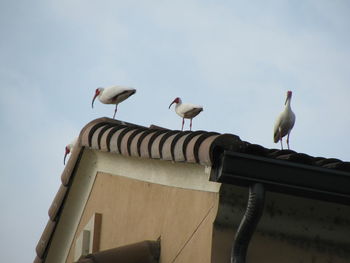 Several ibises chilling on the roof of an apartment building.