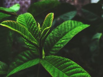 Close-up of green leaves