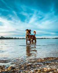 Terrier in the water 