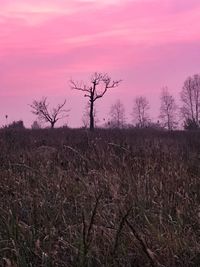 Bare trees on landscape against sky