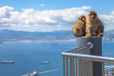 Two monkeys on a railing against sky