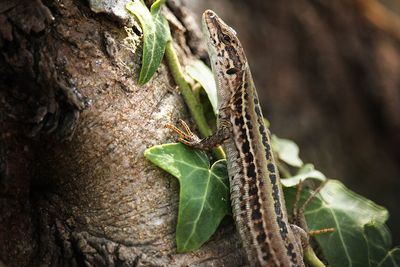 Close-up of lizard on tree trunk