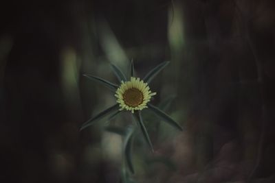 Close-up of yellow daisy flower