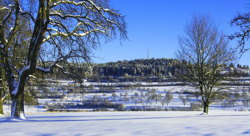 Trees on snow covered field against sky