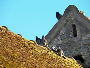 Low angle view of birds on rock