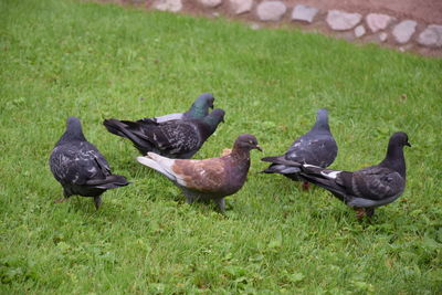 High angle view of ducks on grassy field