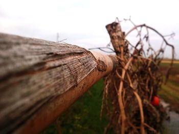 Close-up of wood on wooden fence