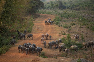 Horses walking in a field