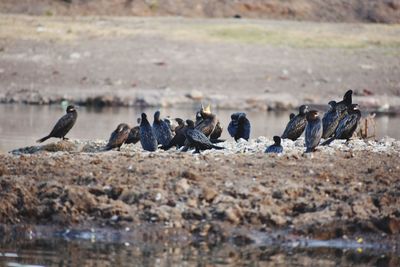 Birds on the beach