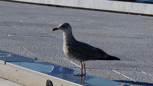 Bird perching on wall