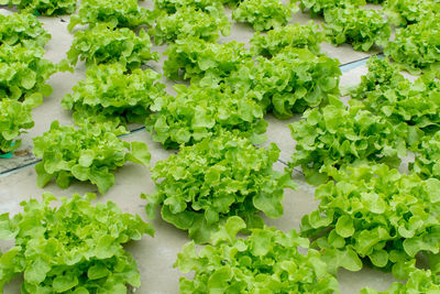 High angle view of vegetables