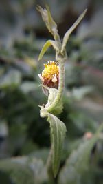 Close-up of flowering plant