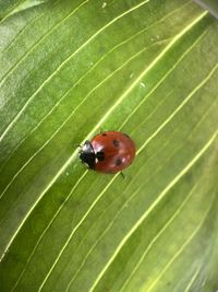 High angle view of ladybug on leaf