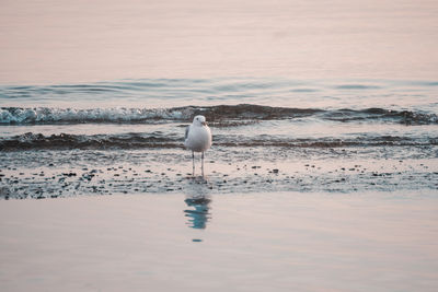 Seagull perching on beach