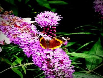 Close-up of butterfly pollinating on purple flower