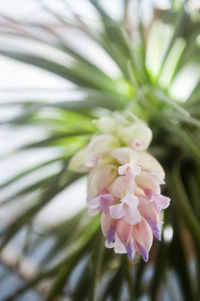 Close-up of pink flowers