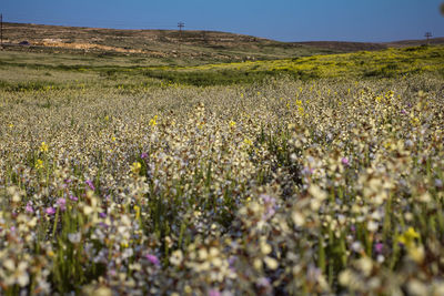 Scenic view of flowering field against sky