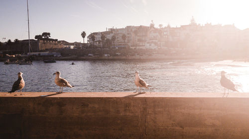 Seagulls perching on retaining wall