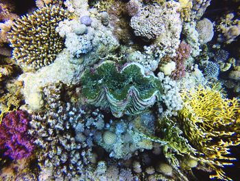 Close-up of coral in sea