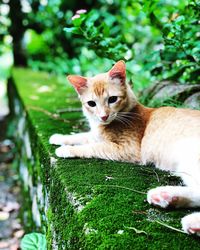 Portrait of cat sitting in grass