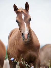 Close-up of brown horse