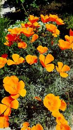 Close-up of yellow flowers blooming on field