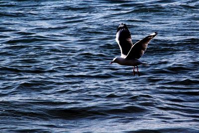 Bird flying over the sea