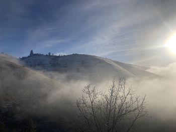 Sunlight streaming through trees against sky