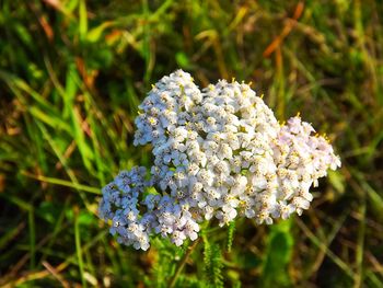 Close-up of white flowers