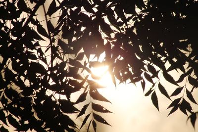 Low angle view of silhouette tree against sky at sunset