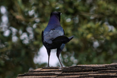 Close-up of pigeon perching on roof