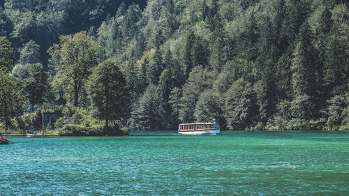 Scenic view of river in forest