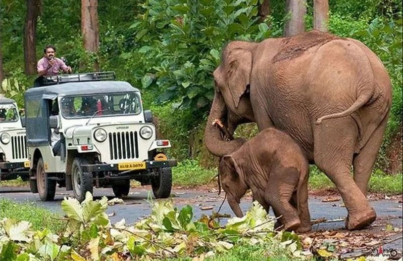 transportation, mode of transport, land vehicle, tree, men, sitting, lifestyles, car, rear view, full length, plant, leisure activity, day, travel, outdoors, casual clothing, animal themes