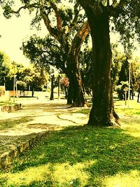 Trees in park