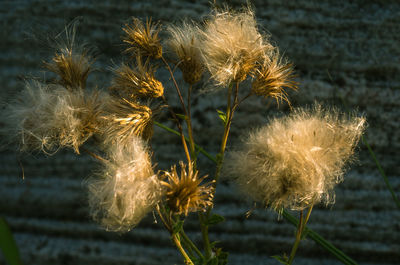 Close-up of dandelion