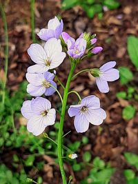 flowering plant