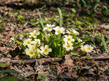 Close-up of yellow flowers blooming on field