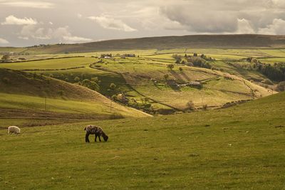 Horses grazing in a field