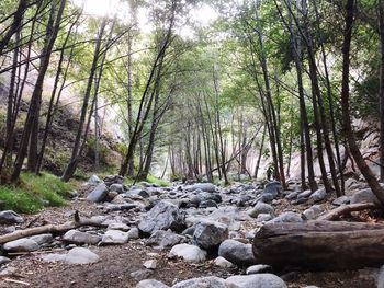 View of trees in forest