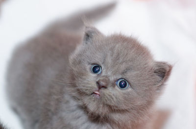 Close-up of a cat looking away