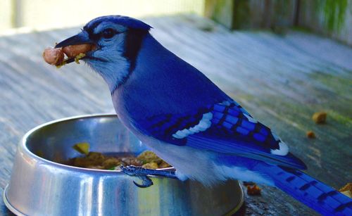 Close-up of bird perching on feeder