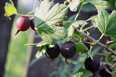 Close-up of berries growing on tree