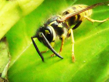 Close-up of insect on leaf