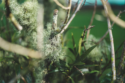 Close-up of flower growing on tree